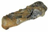 Fossil Mud Lobster (Thalassina) - Australia #109297-3